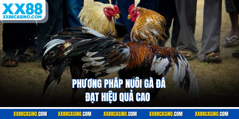 Phương pháp nuôi gà đá đạt hiệu quả cao