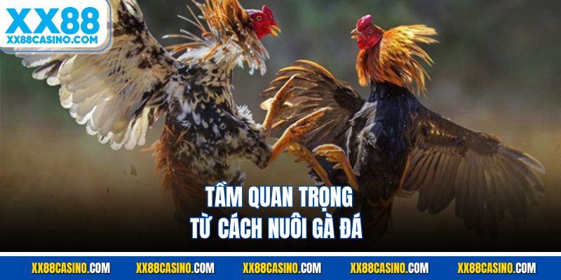 Lý do cần nghiên cứu bài bản cách nuôi gà đá